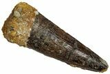 Fossil Spinosaurus Tooth - Real Dinosaur Tooth #332758-1